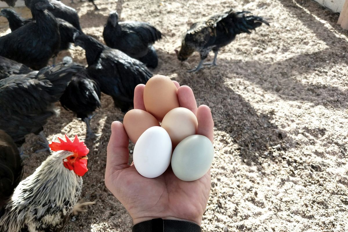 ways to get consistent egg laying